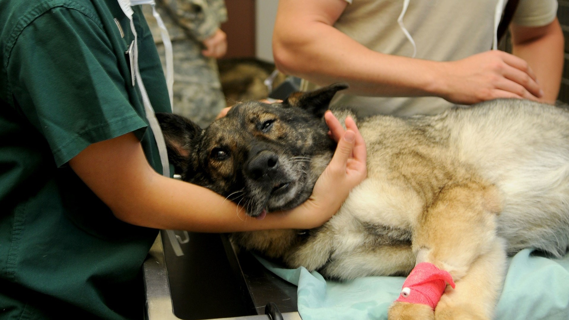 Animal Welfare