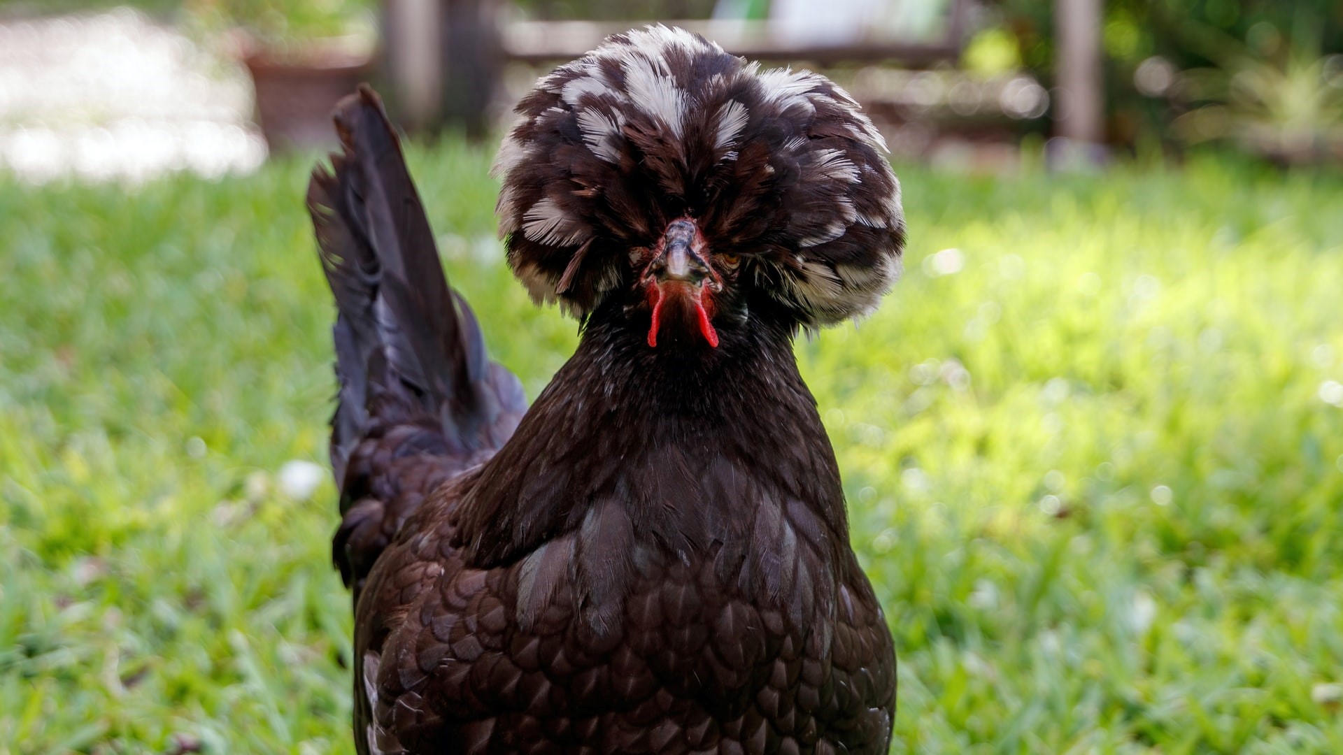 Chicken