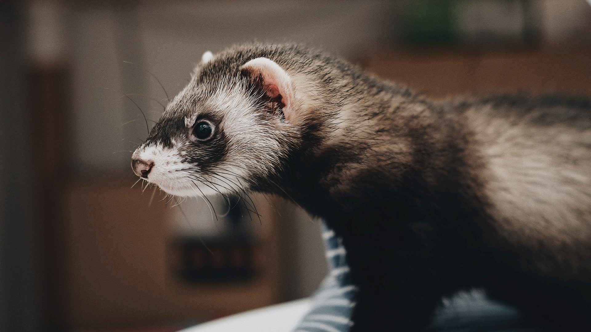 Ferret