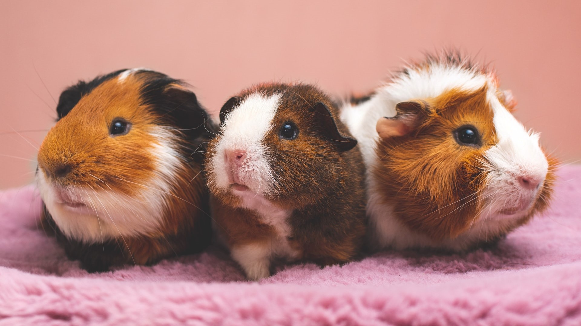 Guinea Pig