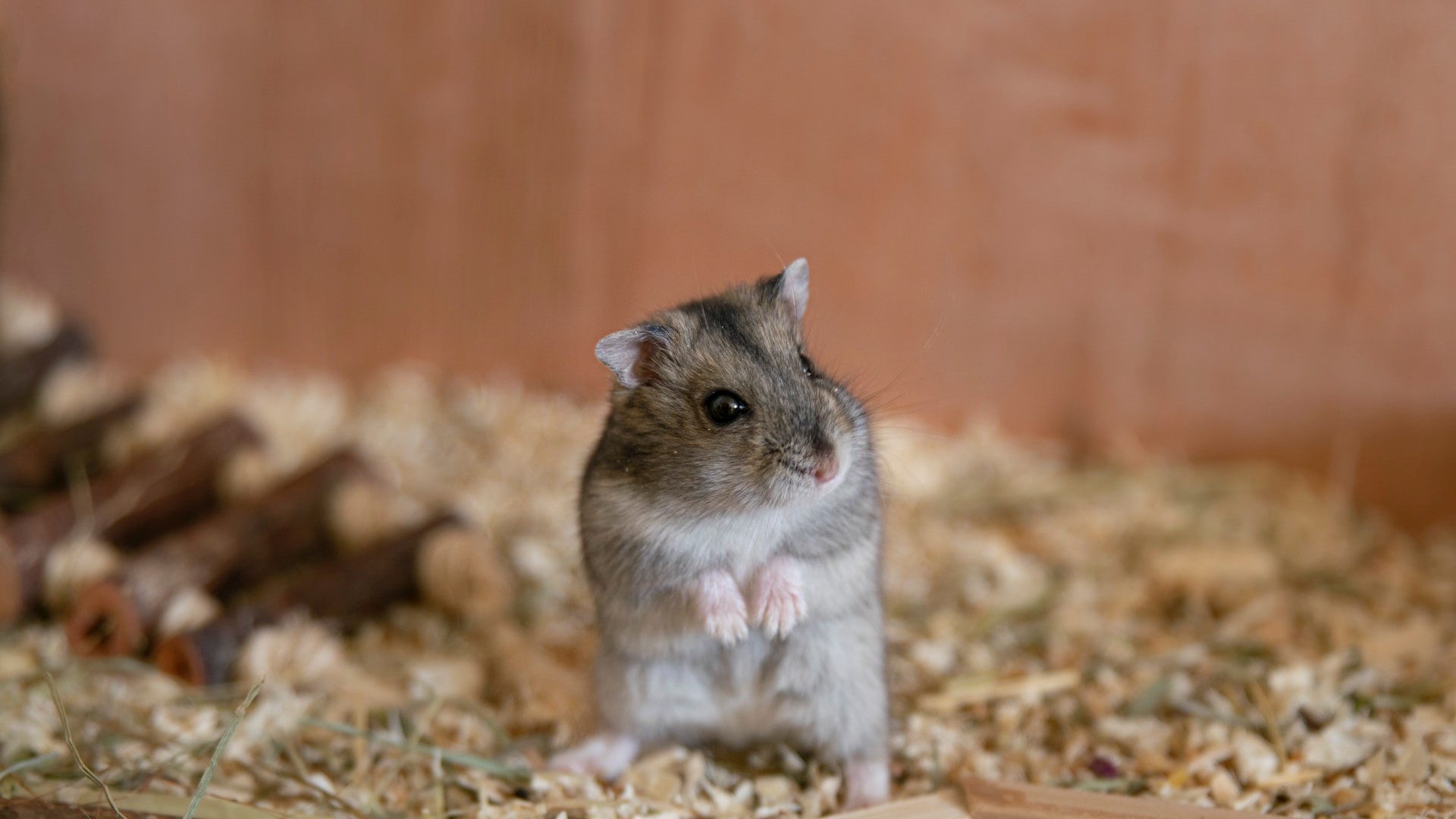 Hamster