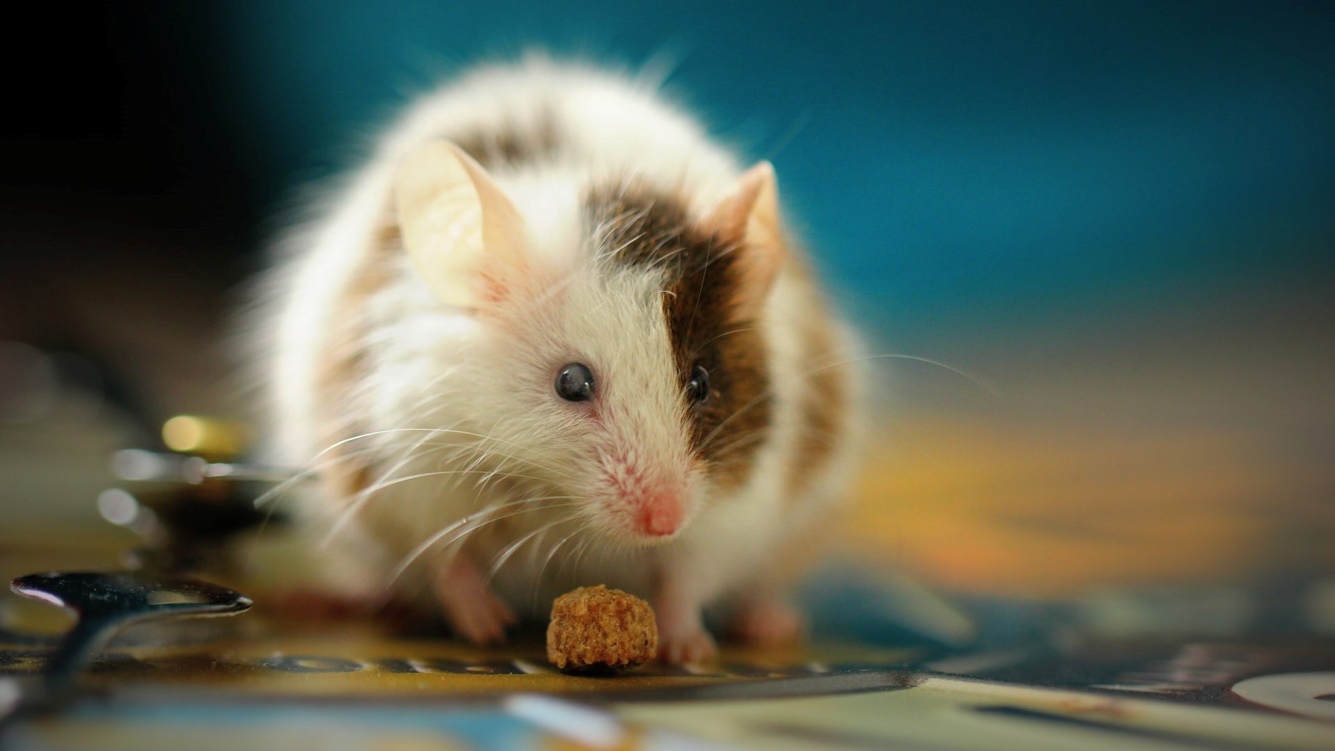Mouse