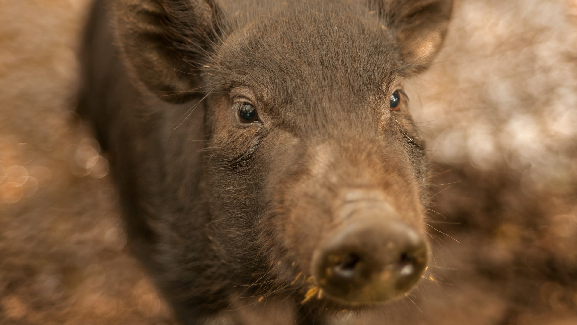 Pig