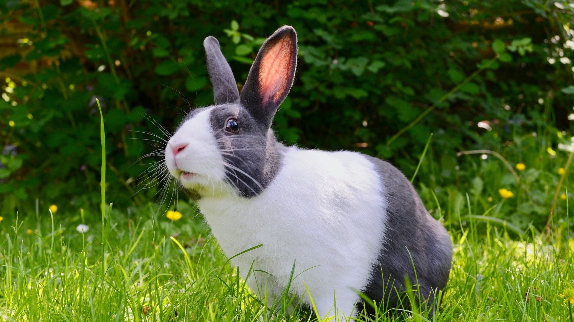 Rabbit